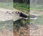 Small Beagle