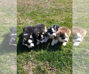 Siberian Husky Puppy for sale in GARWOOD, ID, USA