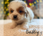 Small #5 Cavapoo
