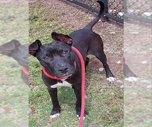 American Staffordshire Terrier Dogs for adoption in Fort Lauderdale, FL, USA