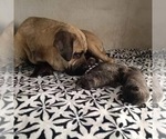 Small Photo #1 Cane Corso-Presa Canario Mix Puppy For Sale in BALTIMORE, MD, USA