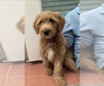 Small Photo #35 Goldendoodle-Poodle (Standard) Mix Puppy For Sale in DETROIT, MI, USA