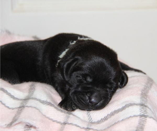 Medium Photo #1 Labrador Retriever Puppy For Sale in HYDE PARK, VT, USA