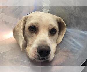Poodle (Miniature)-Unknown Mix Dogs for adoption in Camarillo, CA, USA