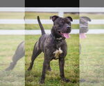 Small #9 American Pit Bull Terrier Mix