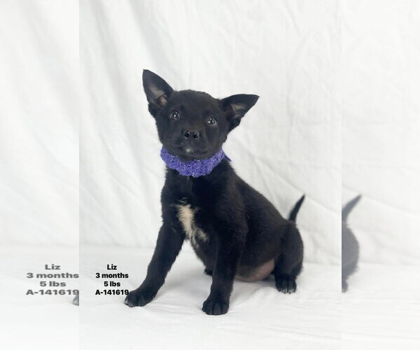 Medium Photo #1 Mutt Puppy For Sale in Woodbury, NY, USA