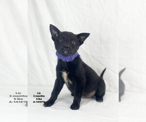Mutt Dogs for adoption in Woodbury, NY, USA