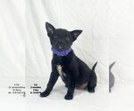 Small Mutt