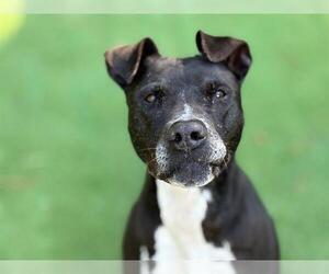 American Staffordshire Terrier-Unknown Mix Dogs for adoption in Raleigh, NC, USA