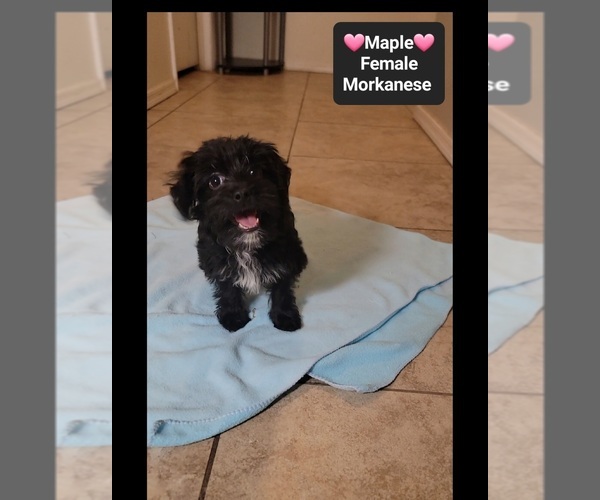 Medium Photo #2 Havanese-Morkie Mix Puppy For Sale in TUCSON, AZ, USA