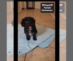 Small #1 Havanese-Morkie Mix