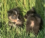 Small Photo #26 Miniature Australian Shepherd Puppy For Sale in BETHANY, IL, USA