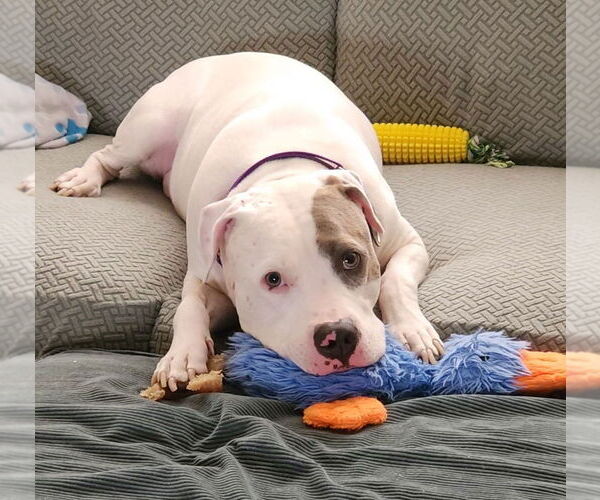 Medium Photo #19 Mutt Puppy For Sale in Philadelphia, PA, USA