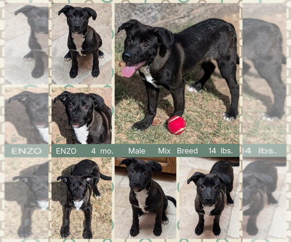 Medium Photo #10 Mutt Puppy For Sale in Mesa, AZ, USA