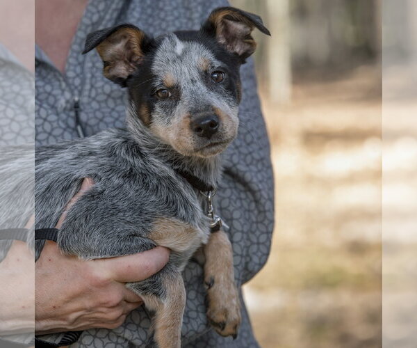 Medium Photo #5 Mutt Puppy For Sale in Garden City, NY, USA