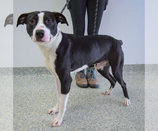 Medium Photo #4 Border Collie-Rat Terrier Mix Puppy For Sale in Huntley, IL, USA