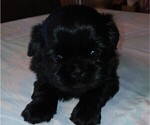 Puppy Lilly Shih Tzu