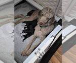 Small #5 Goldendoodle