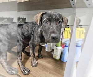 American Pit Bull Terrier-Labrador Retriever Mix Dogs for adoption in Temple, TX, USA