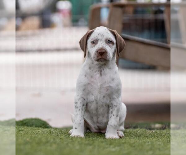 Medium Photo #4 Dalmatian-Labrador Retriever Mix Puppy For Sale in San Diego, CA, USA