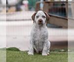 Small #3 Dalmatian-Labrador Retriever Mix