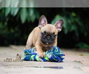 French Bulldog Puppy for sale in Szeged, Csongrad, Hungary