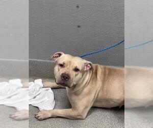 Mutt Dogs for adoption in Las Vegas, NV, USA