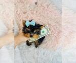 Small #4 Yorkshire Terrier