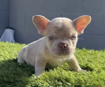 Small Photo #4 French Bulldog Puppy For Sale in LOUISVILLE, KY, USA