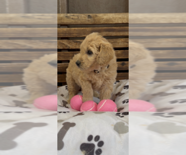 Medium Photo #12 Goldendoodle Puppy For Sale in MERCED, CA, USA