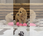 Small #11 Goldendoodle