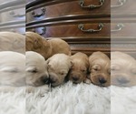 Small #6 Golden Retriever