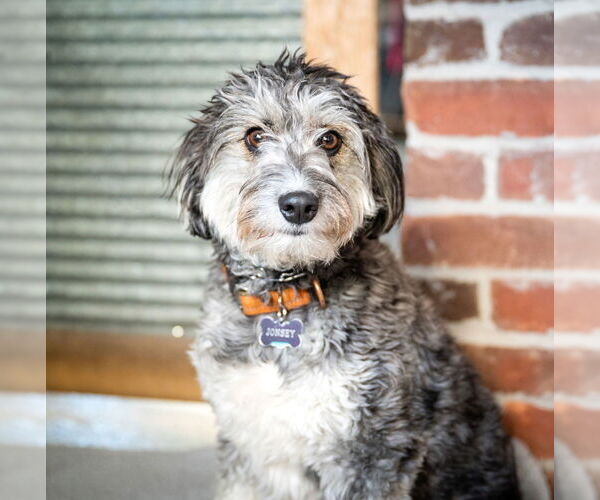 Medium Photo #2 Aussiedoodle Miniature  Puppy For Sale in St. Louis Park, MN, USA