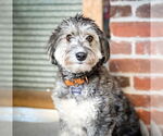 Small Photo #2 Aussiedoodle Miniature  Puppy For Sale in St. Louis Park, MN, USA