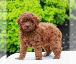 Small #2 Goldendoodle (Miniature)