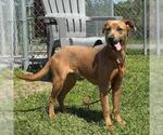 Small #1 American Pit Bull Terrier Mix