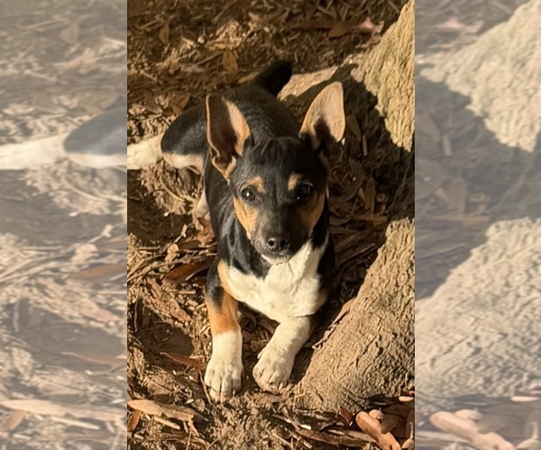 Medium Photo #1 Rat Terrier Puppy For Sale in WHITAKERS, NC, USA