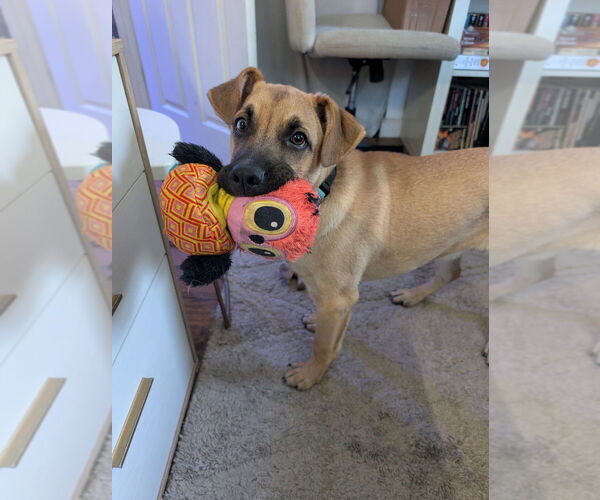 Medium Photo #5 Mountain Cur-Unknown Mix Puppy For Sale in Boston, MA, USA