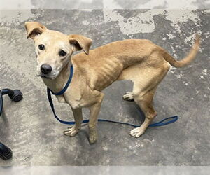 Labrador Retriever-Unknown Mix Dogs for adoption in Tallahassee, FL, USA