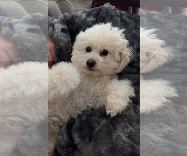 Medium Photo #4 Poodle (Miniature) Puppy For Sale in McKinney, TX, USA