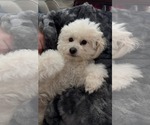 Small #3 Poodle (Miniature)