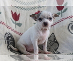 Small Photo #3 Chihuahua Puppy For Sale in SHILOH, OH, USA