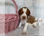 Small Photo #2 Brittany Puppy For Sale in DILLSBURG, PA, USA