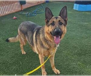 German Shepherd Dog-Unknown Mix Dogs for adoption in Las Vegas, NV, USA
