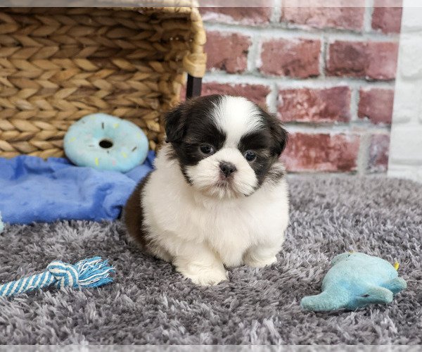 Medium Photo #3 Shih Tzu Puppy For Sale in SYRACUSE, IN, USA