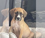 Small #1 Mutt