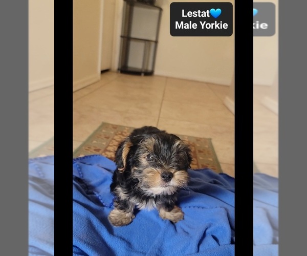Medium Photo #3 Yorkshire Terrier Puppy For Sale in TUCSON, AZ, USA