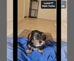 Small #2 Yorkshire Terrier
