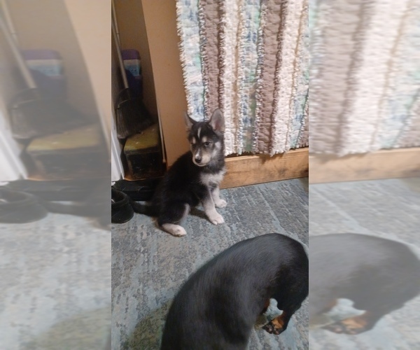 Medium Photo #4 Gerberian Shepsky Puppy For Sale in EDMORE, MI, USA