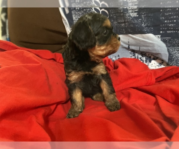 Full screen Photo #3 Cavapoo Puppy For Sale in HOLDEN, MO, USA